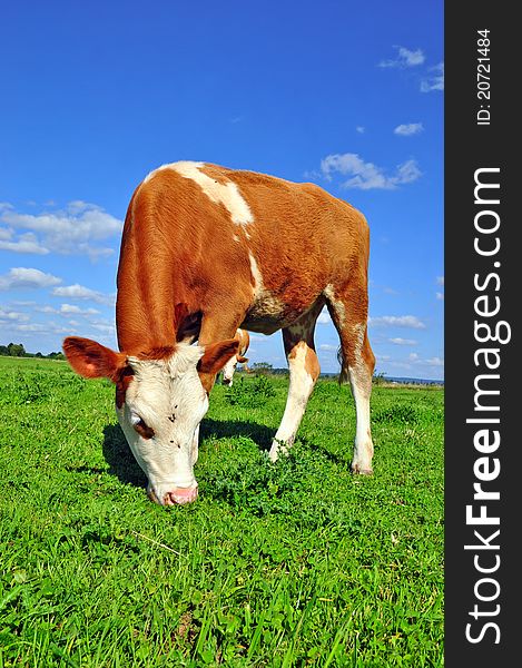 The calf on a summer pasture in a rural landscape.