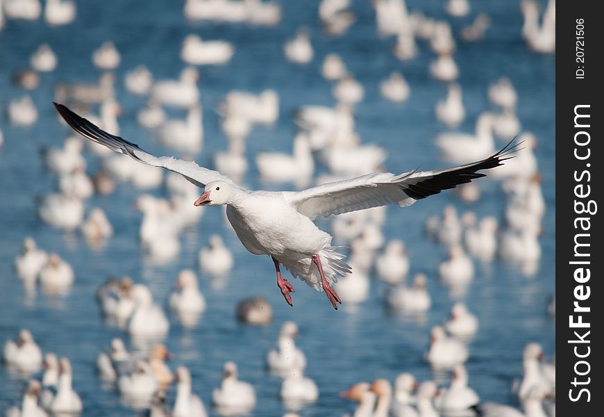 Flying snow goose wings wide open over a lake with many of geeses. Flying snow goose wings wide open over a lake with many of geeses