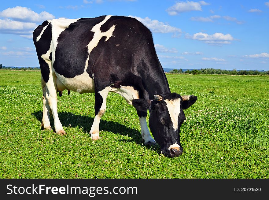 A cow on a summer pasture in a summer rural landscape