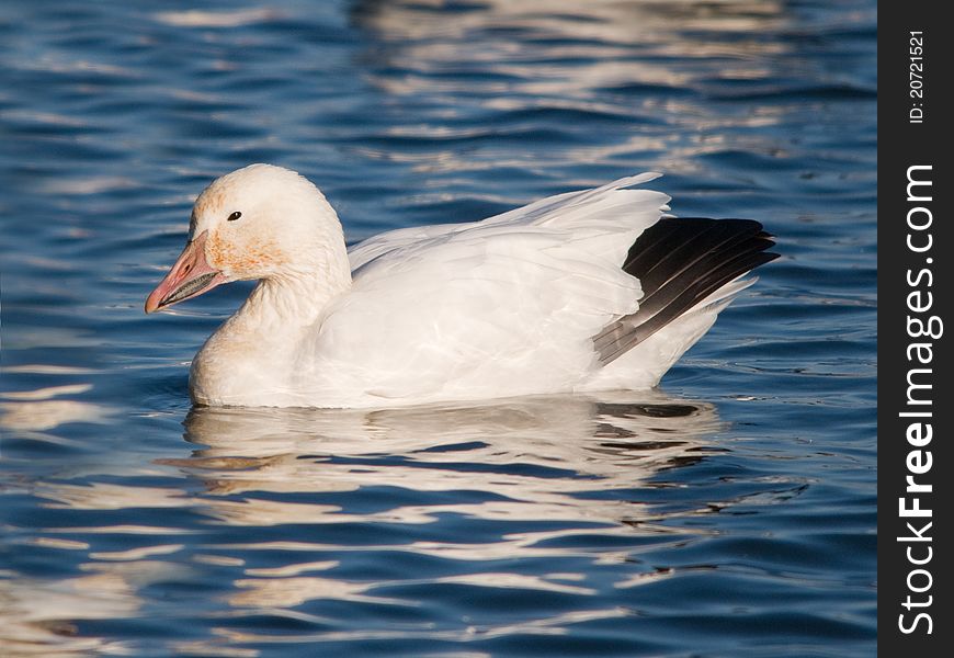 Resting snow goose on the lake with half closed eye. Resting snow goose on the lake with half closed eye