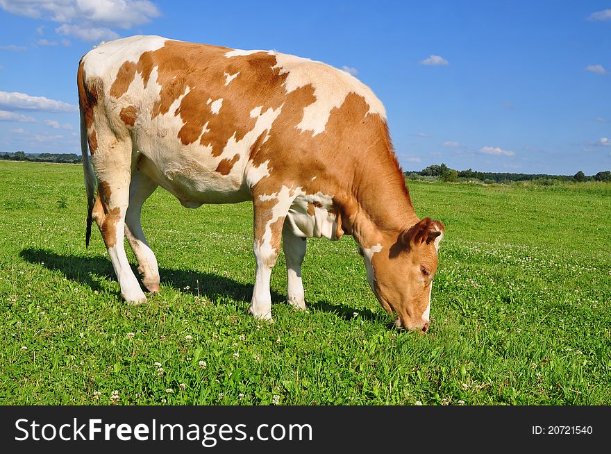 The calf on a summer pasture in a rural landscape.
