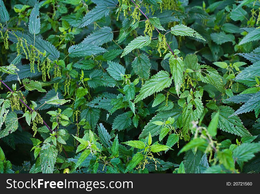 Closeup of the stinging neetle in the forest. Closeup of the stinging neetle in the forest