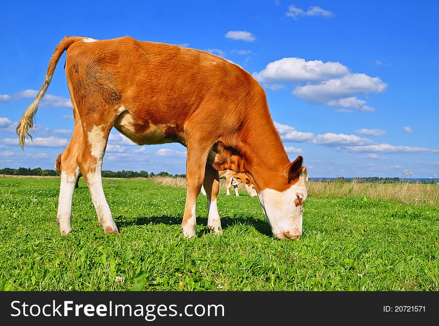 The calf on a summer pasture in a rural landscape.