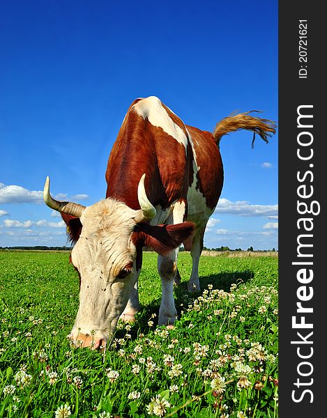 A cow on a summer pasture in a summer rural landscape