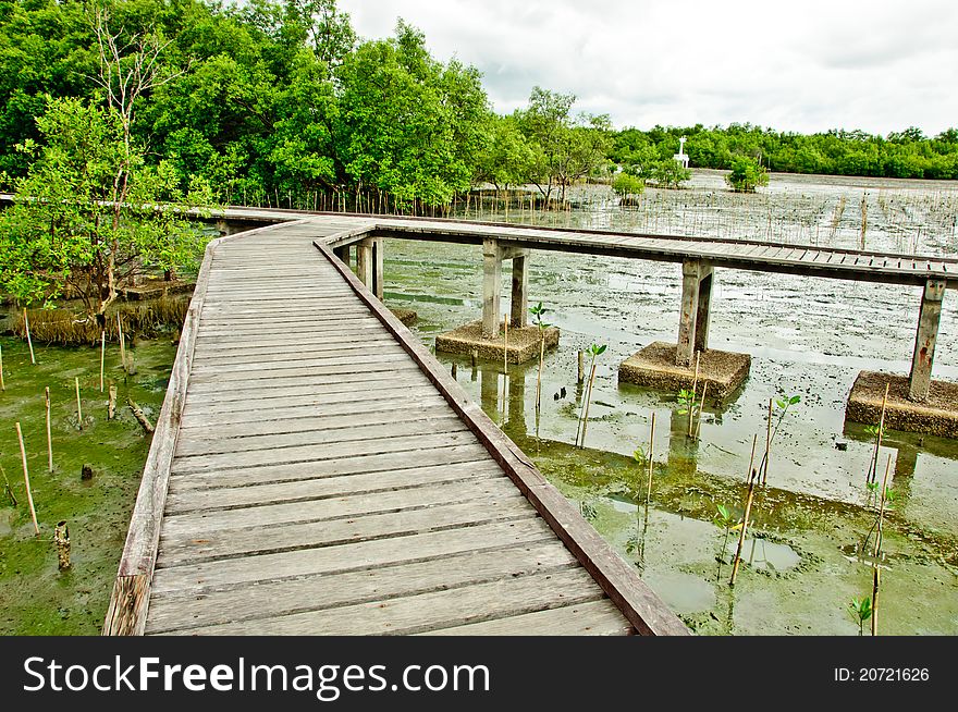Wooden walkway in Mangrove forest