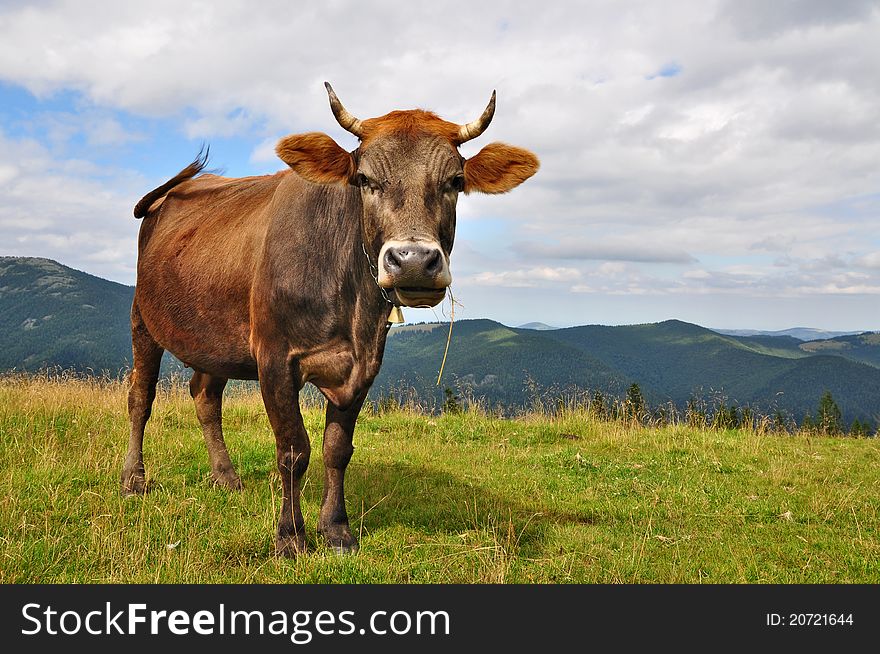 A cow on a summer mountain pasture in a rural landscape.