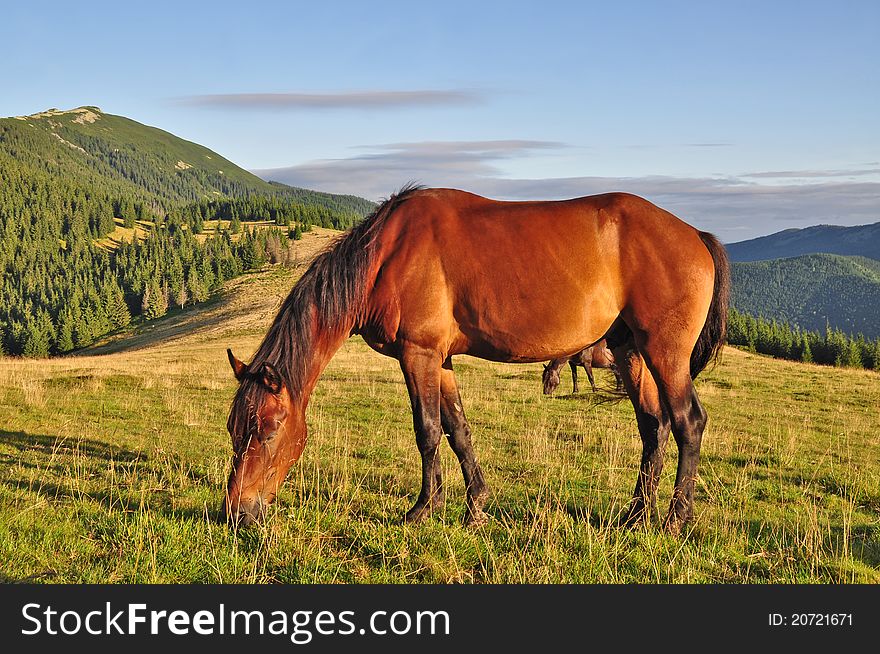 A horse on a summer mountain pasture in a rural landscape