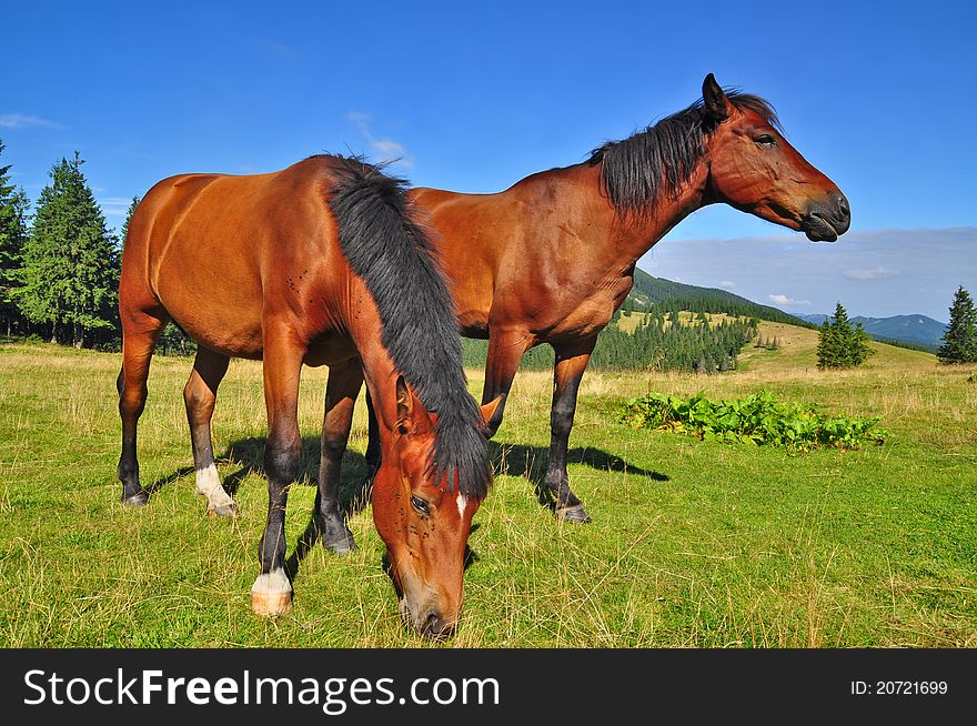 Horses on a summer mountain pasture