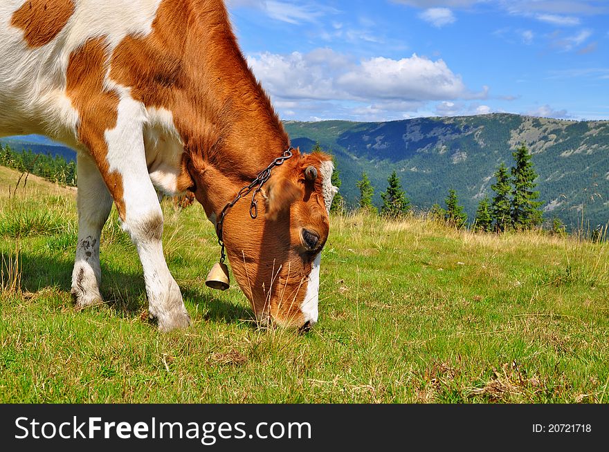 The calf on a summer mountain pasture in a rural landscape