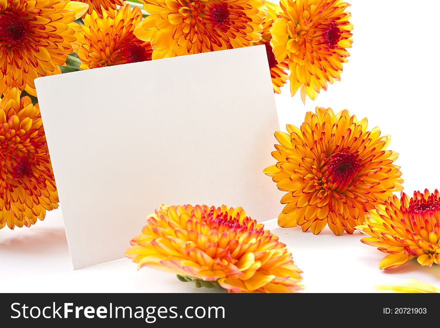 Beautiful bouquet of orange on a white background Chrysanthemum. Beautiful bouquet of orange on a white background Chrysanthemum
