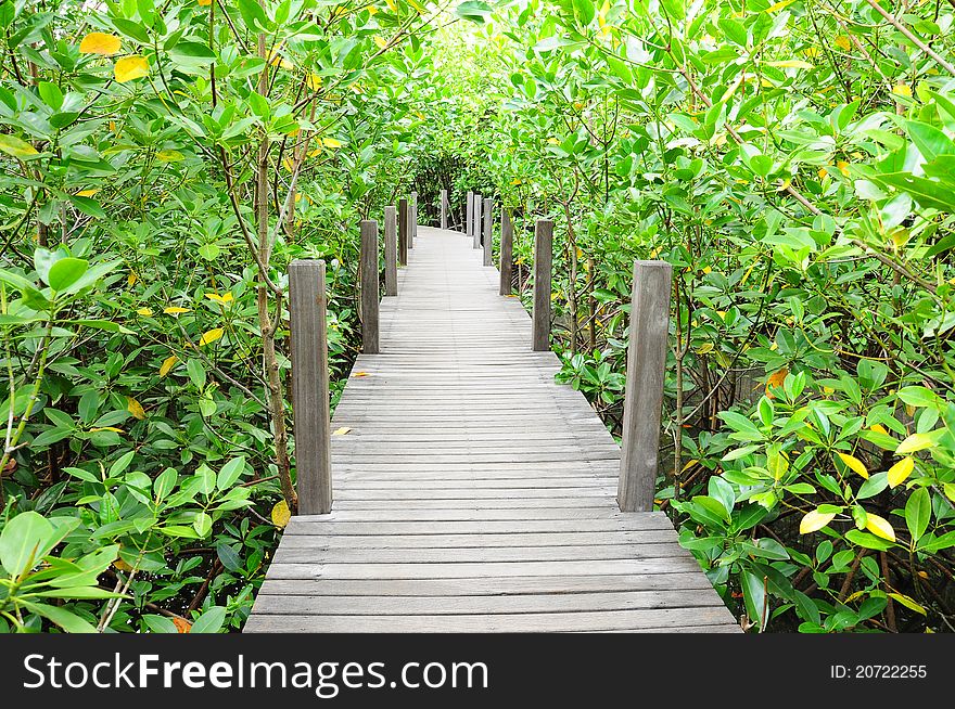 Wooden bridge go to mangrove forest