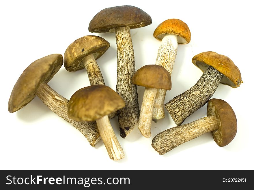 Fresh wild mushrooms on the white background