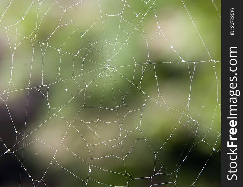 Horizontal image of a spider web with dew droplets. Horizontal image of a spider web with dew droplets