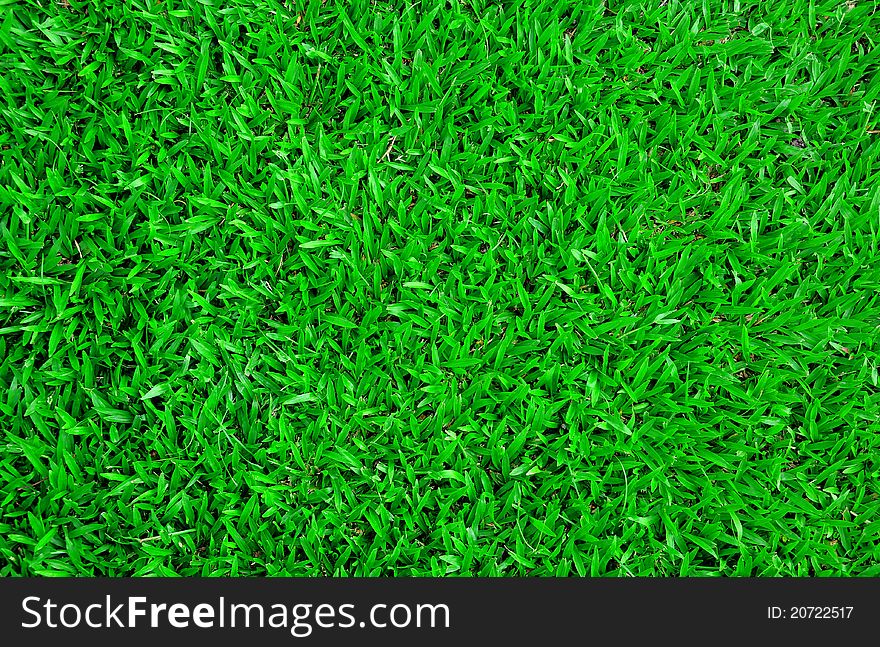 Carpet grass