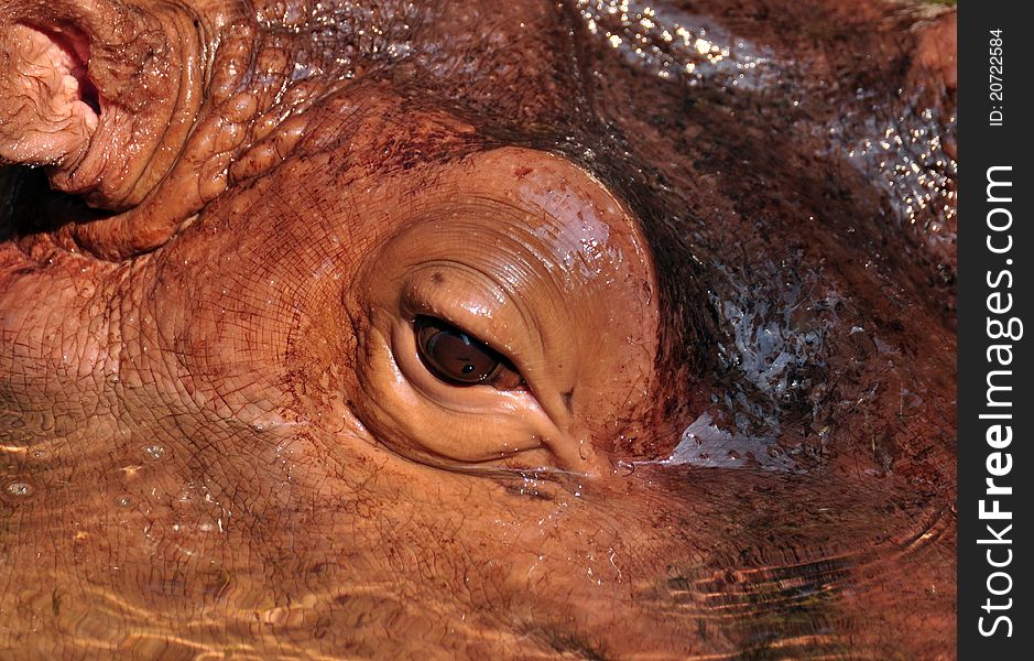 Close up shot of hippo eye lay down in the water. Close up shot of hippo eye lay down in the water