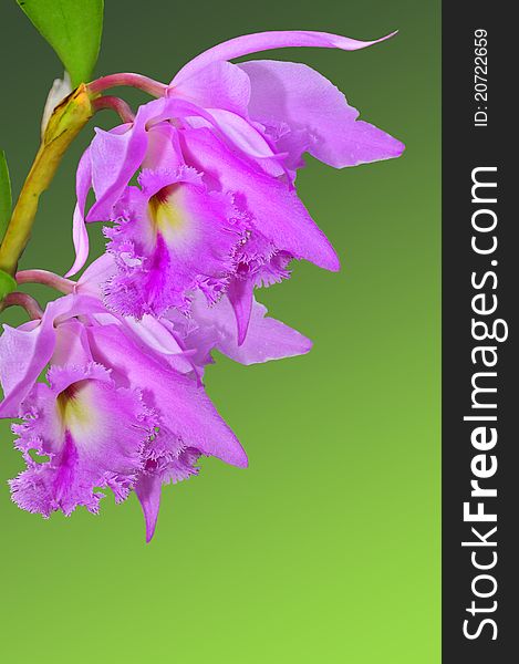 Cattleya Orchids