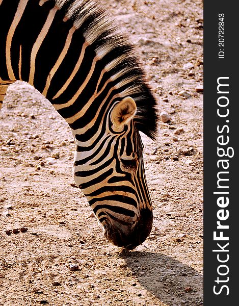 Portrait of Zebra head finding the food on the ground