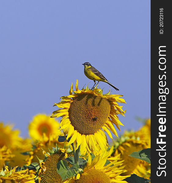 Western Yellow Wagtail (Motacilla flava) on a sunflower. Western Yellow Wagtail (Motacilla flava) on a sunflower