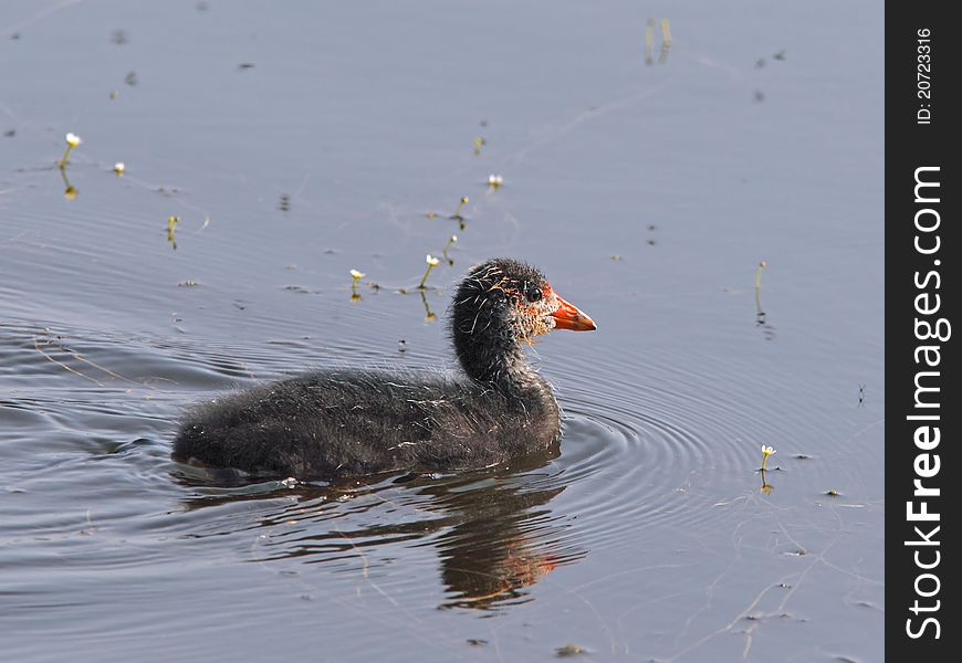 Swimming Young Eurasian Coot