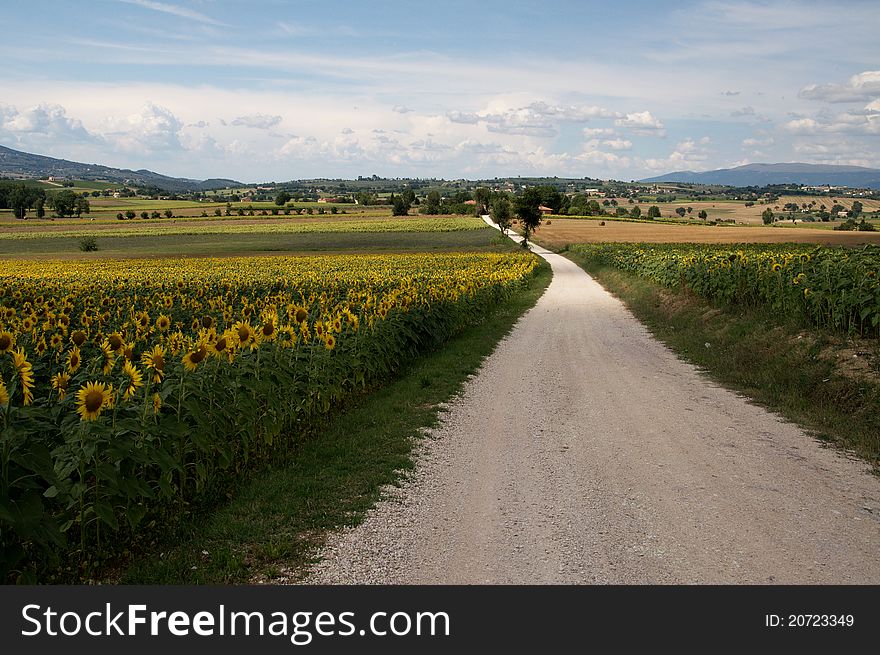 Road on the sunflowers