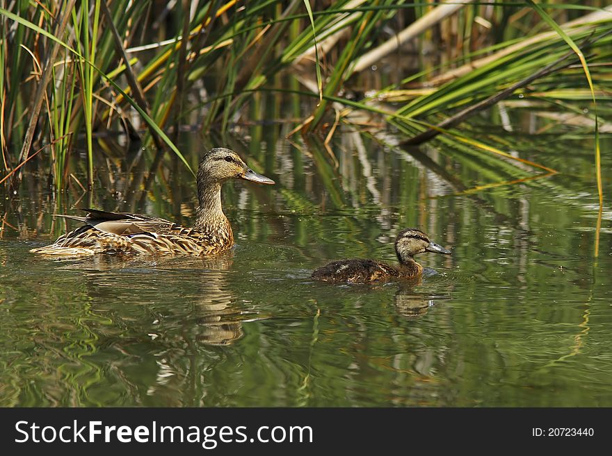 Swimming mallard mother whit young