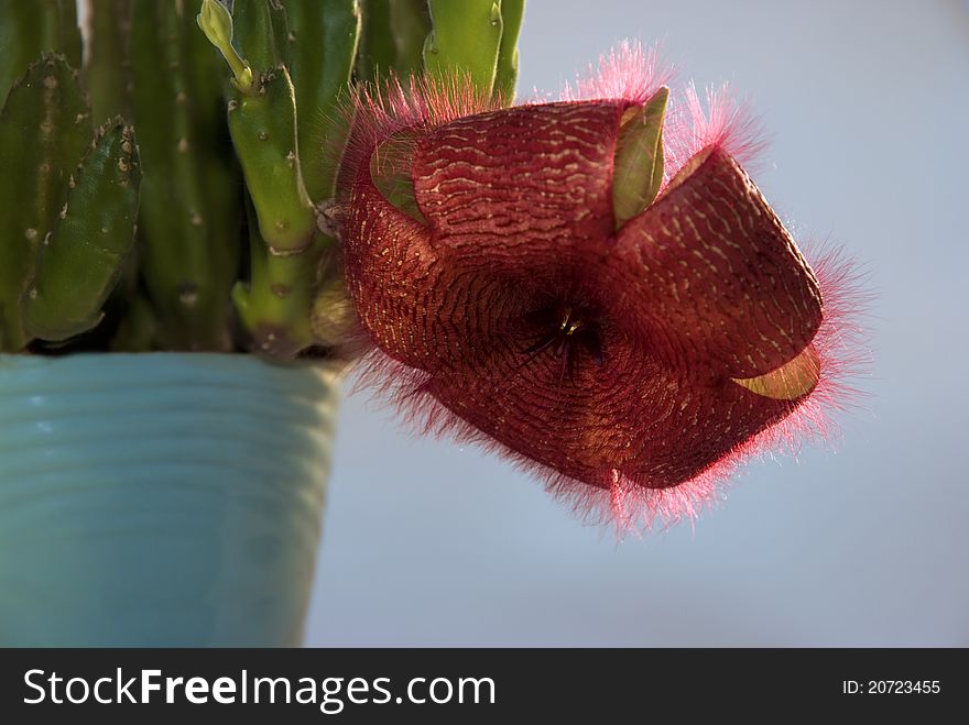 Picture of blossoming bush Stapelia grandiflora. Picture of blossoming bush Stapelia grandiflora