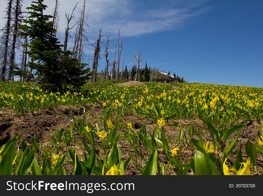 This image of the vast meadow of glacier lilies on the ridge top with the snags, alpine fir and snowfield was taken in NW Montana. This image of the vast meadow of glacier lilies on the ridge top with the snags, alpine fir and snowfield was taken in NW Montana.