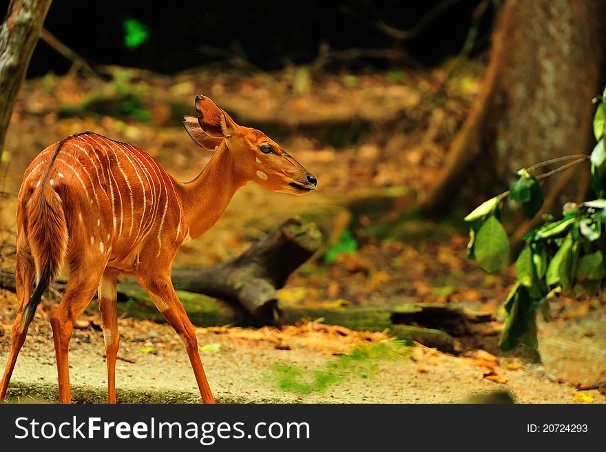 Portrait of a striped female nyala. Portrait of a striped female nyala