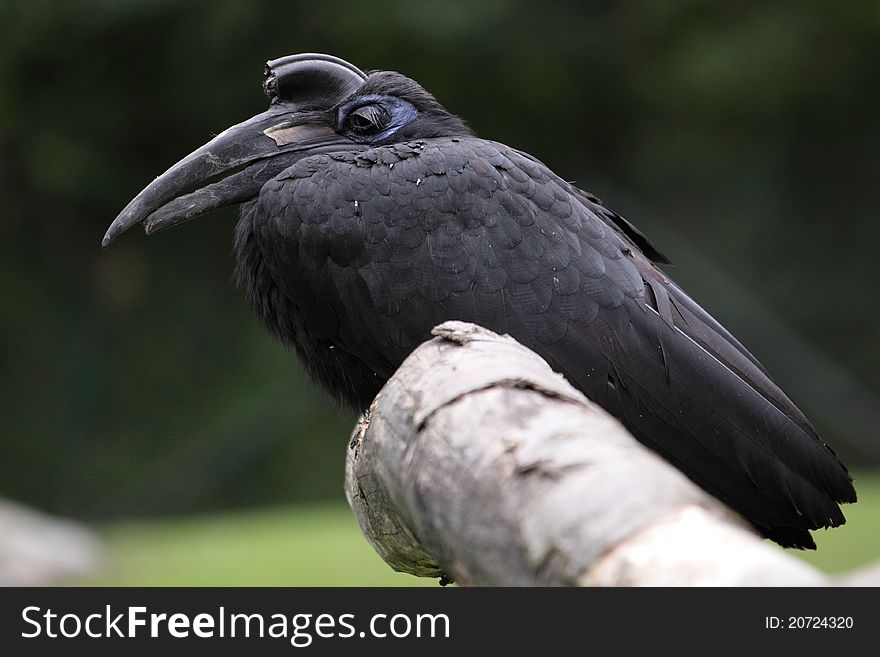 The black-casqued hornbill sitting on the tweet.