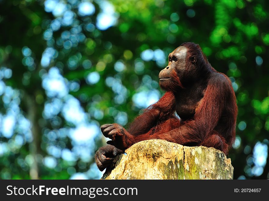 A chimpanzee having a quiet moment by himself. A chimpanzee having a quiet moment by himself