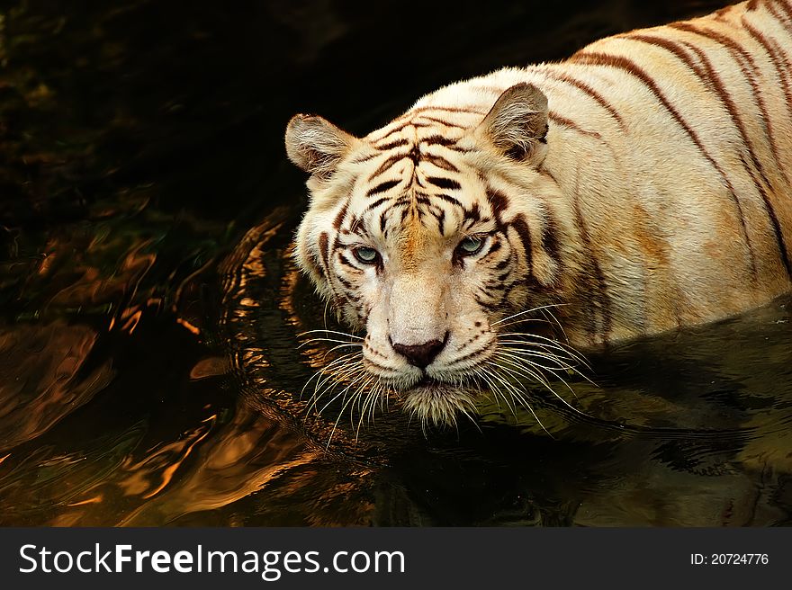 Portrait of a tiger in the water