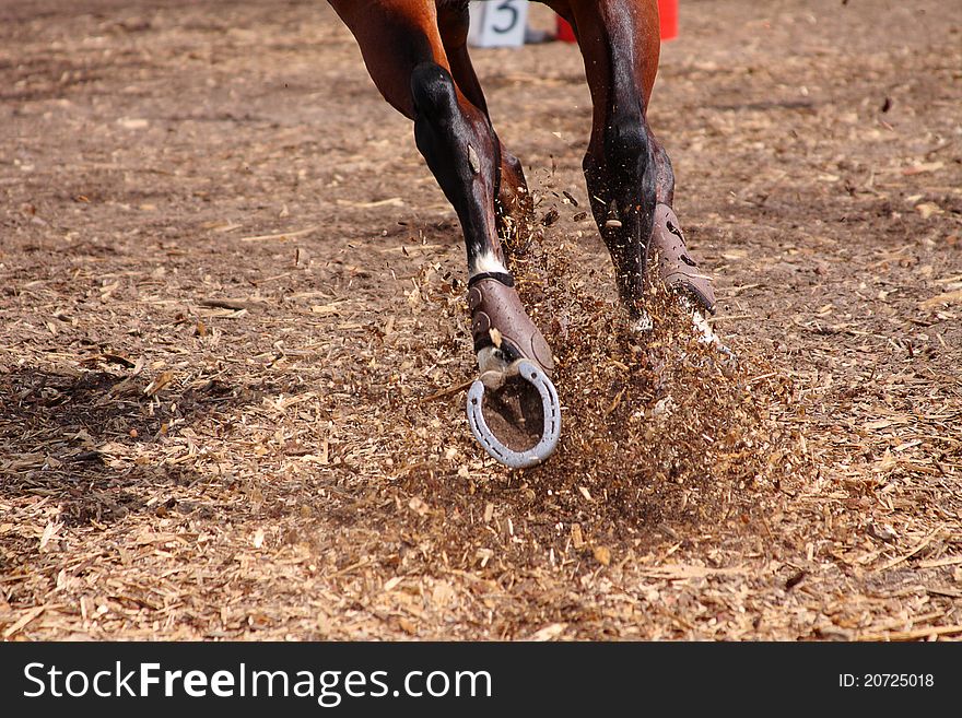 Competitions on concours - the horse skips on a fi