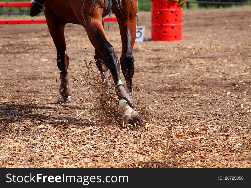 Competitions on concours - the horse skips on a field