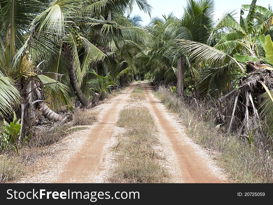 The Rural Roads Are Filled With Trees