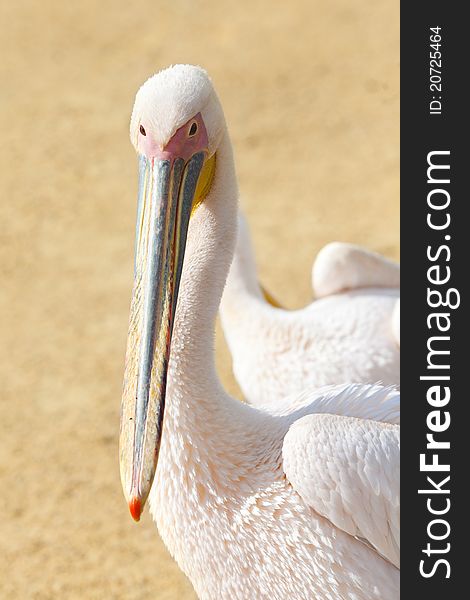 Profile of two young pink pelicans