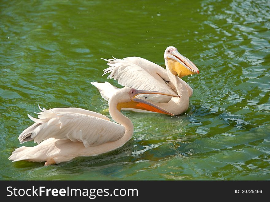 Pink Pelicans Wading In A Pond