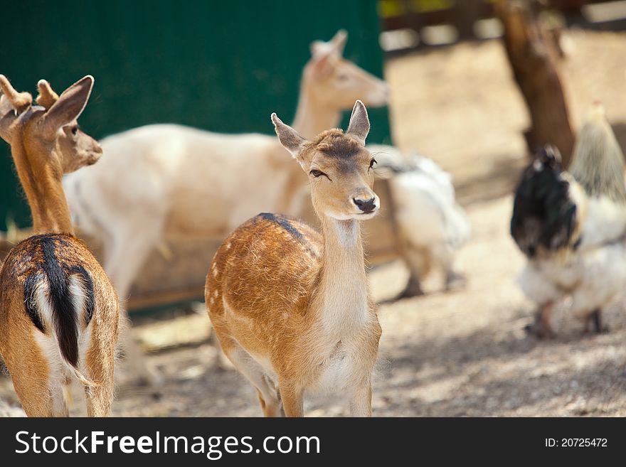 Many deers on the farm yard