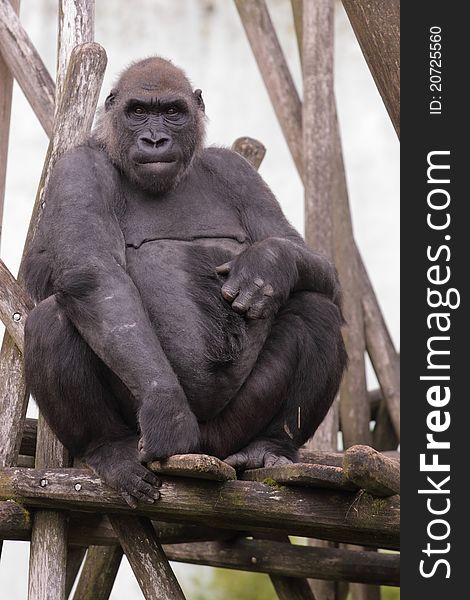 The lowland gorilla sitting on the wooden desk.