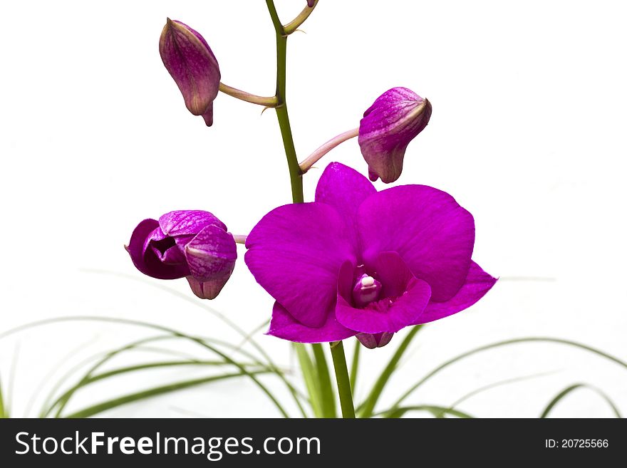 A bunch of violet Dendrobium orchid isolated on white background