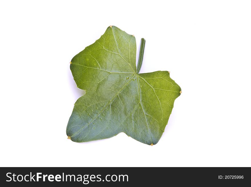 Ivy Gourd vegetable leaf isolated on the white background. Ivy Gourd vegetable leaf isolated on the white background