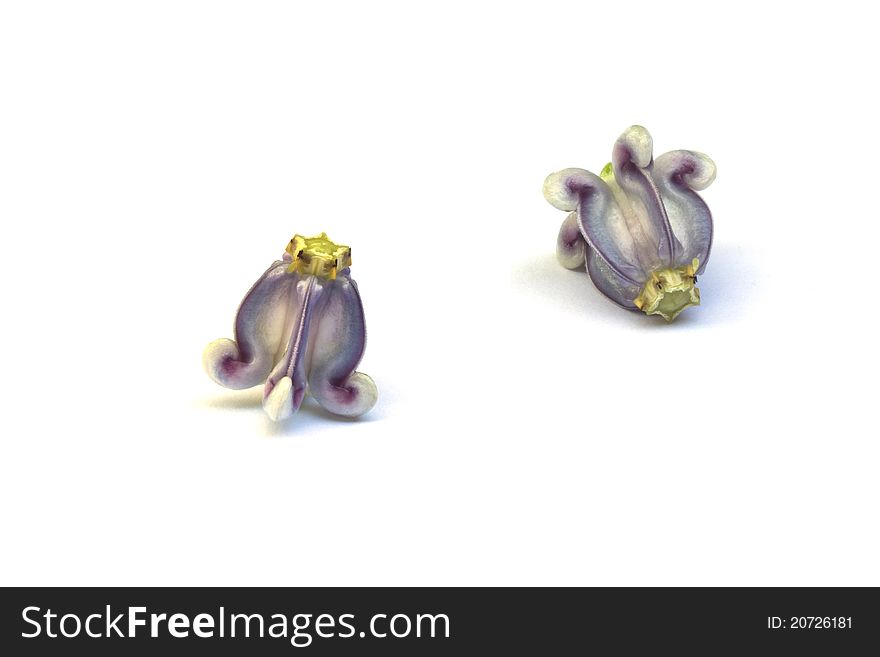Violet Crown Flowers