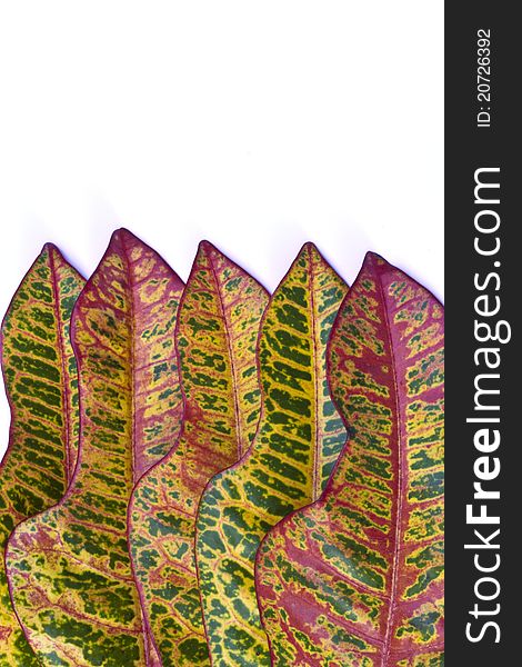 Colorful Croton Leaf