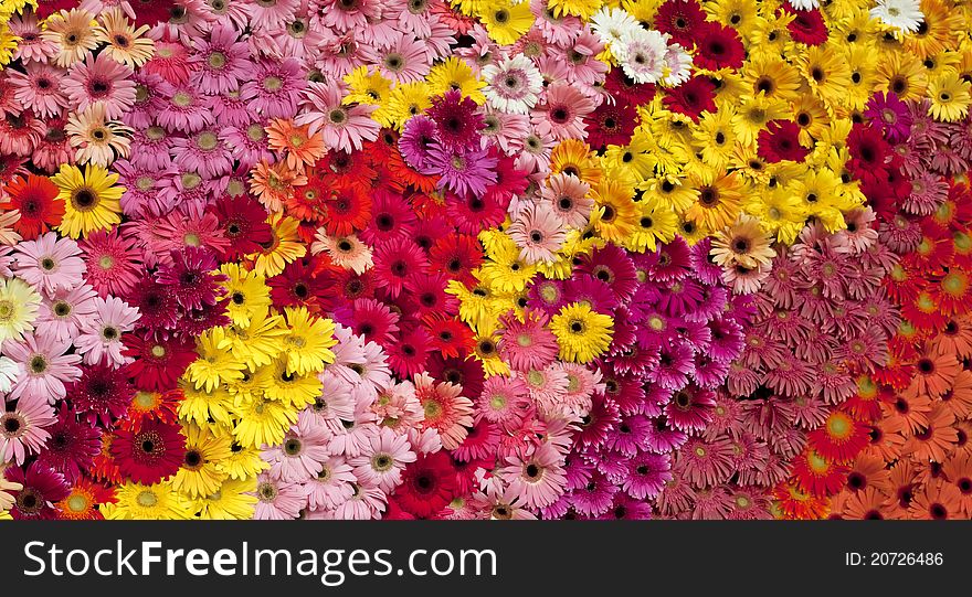 The art of the Gerbera, many flower in the photo.
