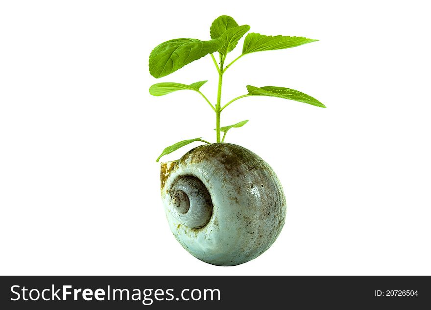 Plant in nautilus shell against white background.