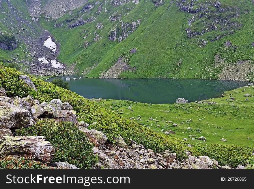 Rhododendrons on the bank of small mountain lake