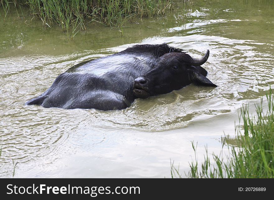 Black buffalo in small pond in hot summer day