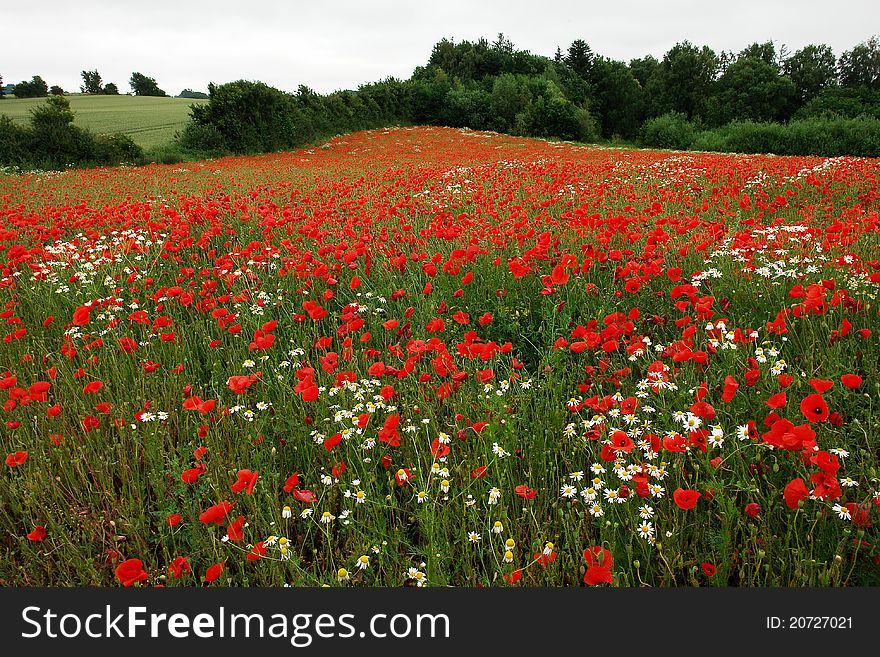 Field of poppies poppy flowers