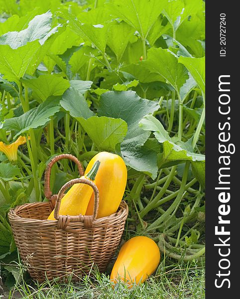Basket with yellow zucchini on the background of the garden