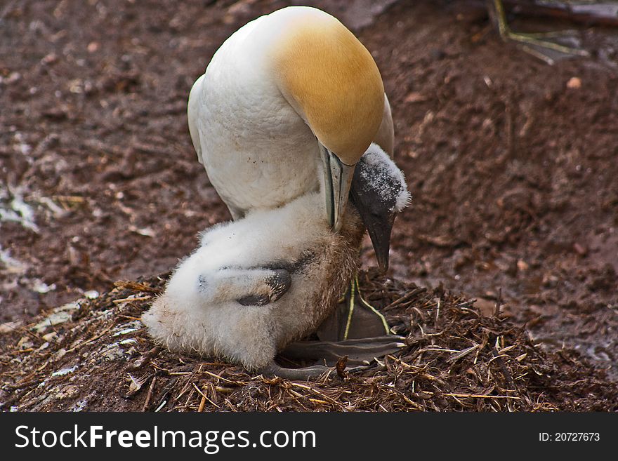 Gannet chick in nest