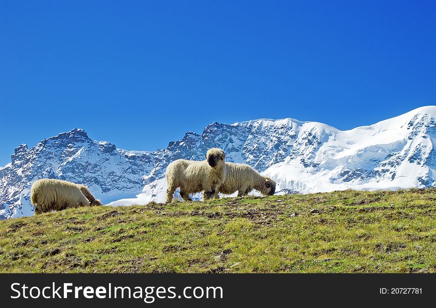 Small herd of sheep in swiss alps